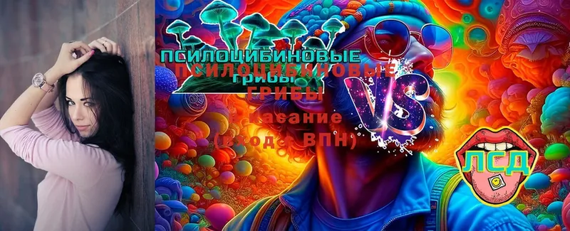 Псилоцибиновые грибы Cubensis  Сатка 